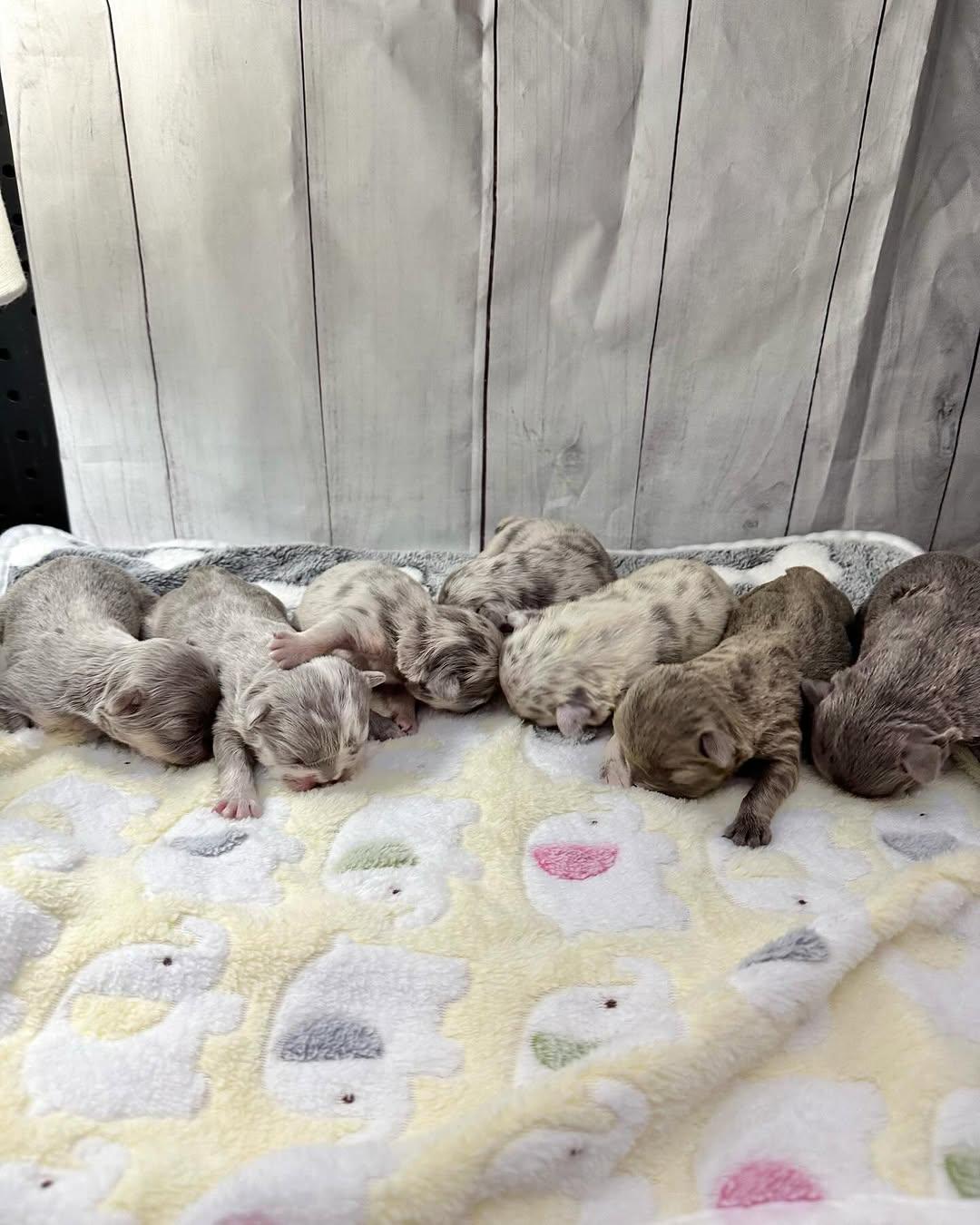 adorable french bulldog puppies | french bulldog puppy for sale near me