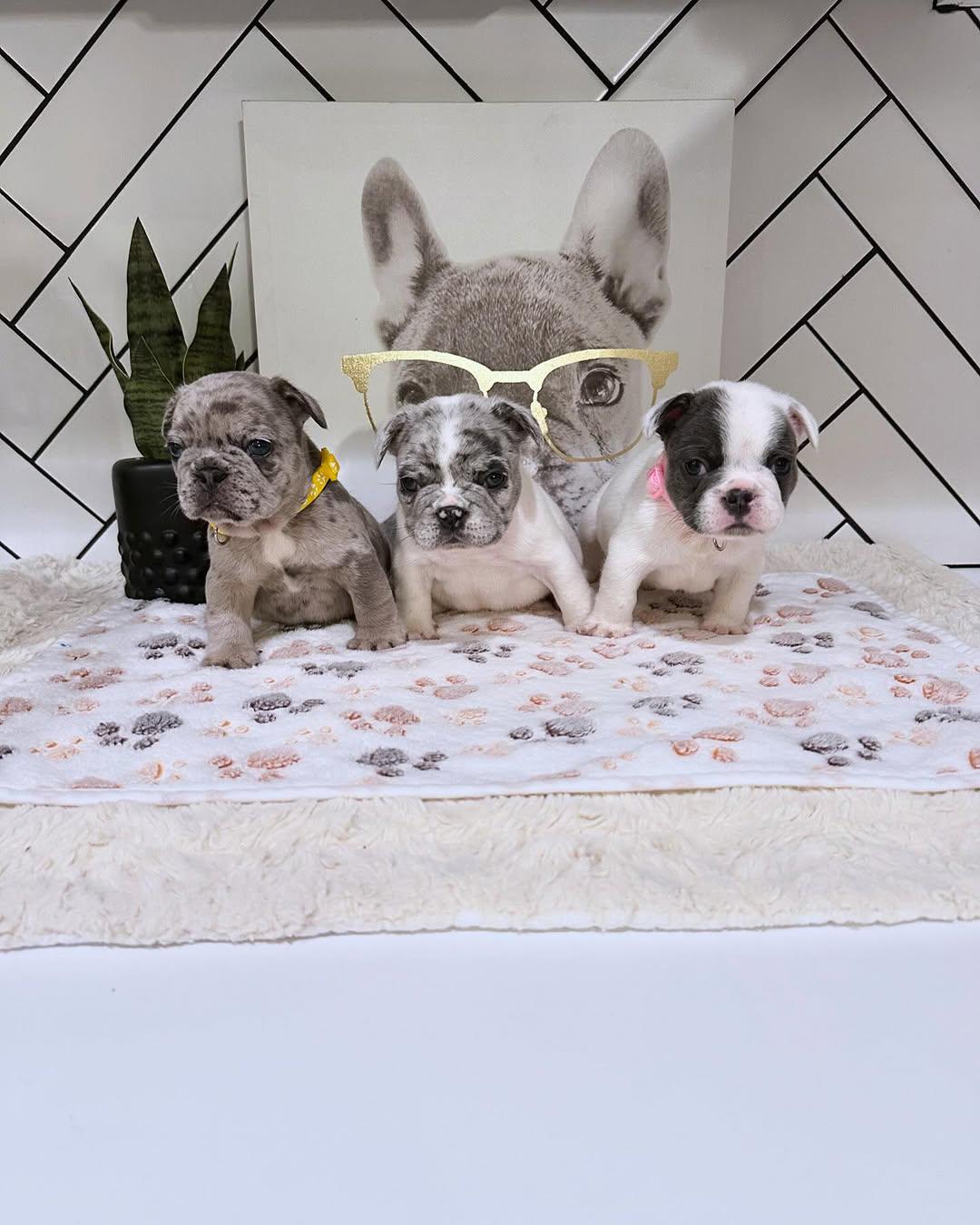 Adorable French Bulldog puppies 